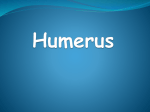 Humerus