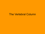 The Vertebral Column