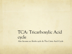 TCA: Tricarboxylic Acid cycle