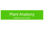 Plant Anatomy