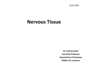 Nervous Tissue