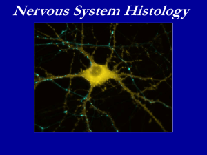 What is a neuron?