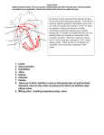 KEY for Practice Sheets