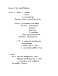 Bones of the Axial Skeleton