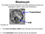 Embryonic Stem Cells