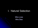 Natural Selection