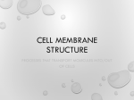 Cell membrane structure File