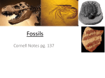 Fossils