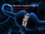 The Nervous System