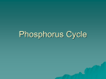 Phosphorus Cycle