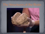 The Structures of the Brain