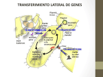 Composite Transposons