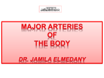 Major arteries of the body