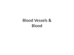 Blood Vessels