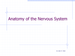 Anatomy of the Nervous System