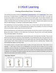 Kinesiology of Exercise Muscle Groups – The Hamstrings