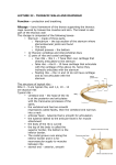 LECTURE 22 - THORACIC WALLS AND DIAPHRAM Function