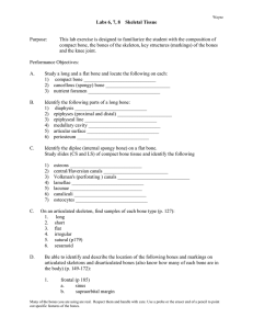 Labs 7, 8, 9 Skeletal tissue