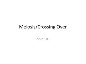 Meiosis/Crossing Over - Peoria Public Schools