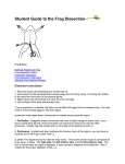 Internal Frog Dissection File