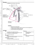 the axilla - Deranged Physiology