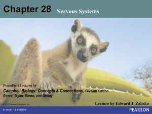 Nervous Systems