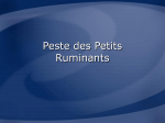 Peste des Petits Ruminants