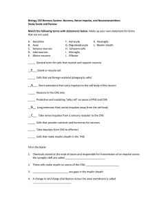 Study/Review * Nervous System Part 2 * CNS and PNS