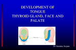 Pharyngeal Apparatus