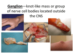 Nervous System Vocab 2