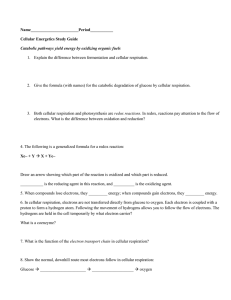 Cell Resp. Study Guide