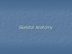 Skeletal Anatomy