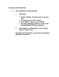 Cellular respiration