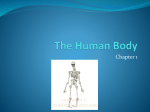 Introduction to the Human Body