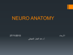 NEURO ANATOMY