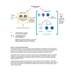 Figure 1.1 The human immune system All blood cells originally