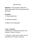 Digestive System Notes - Thomas C. Cario Middle School