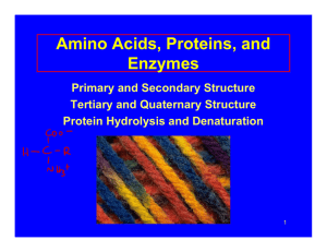 Amino Acids, Proteins, and Enzymes