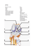 week_7_keywords_knee_parts