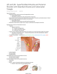 L05 and L06 - Superficial Back Muscles and Posterior Shoulder with