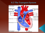 6.2 The Transport System