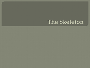 The Skeleton - Northwest ISD Moodle