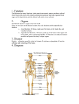 Skeletal and Muscular System