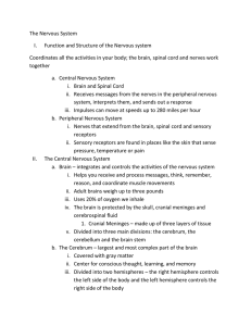 Nervous System Notes File