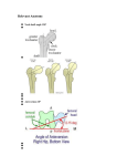 Anatomy - Bonefix