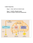 Pyruvate to Acetyl Coenzyme A (Acetyl CoA)