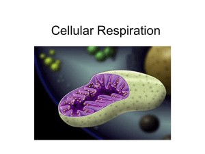 Cellular Respiration