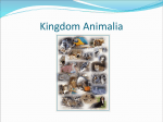 Kingdom Animalia