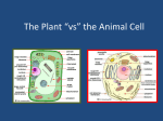 The Plant *vs* the Animal Cell