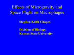 Effects of Microgravity and Space Flight on Macrophages